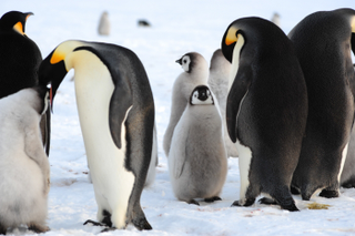 Illustration for article titled Colony of 9,000 penguins discovered in Antarctica